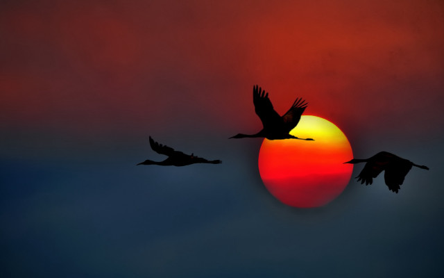 Birds sunset flying moon silhouette free wallpaper for desktop - medium preview image