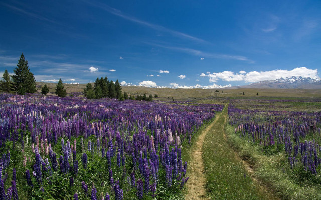 Dirt road purple flowers mountains free wallpaper for desktop - medium preview image