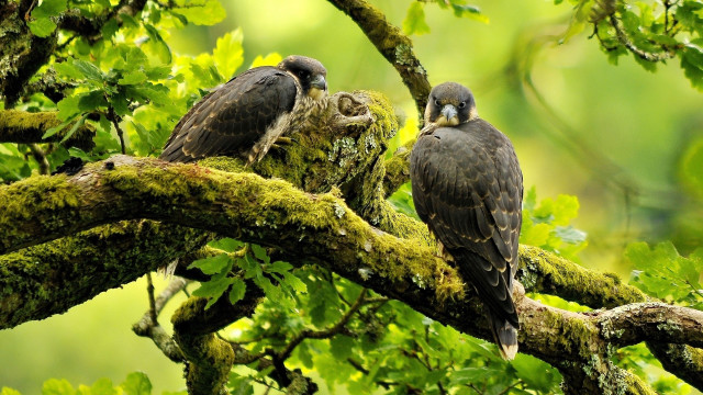 Birds branch forest mossy leaves free wallpaper for desktop - medium preview image