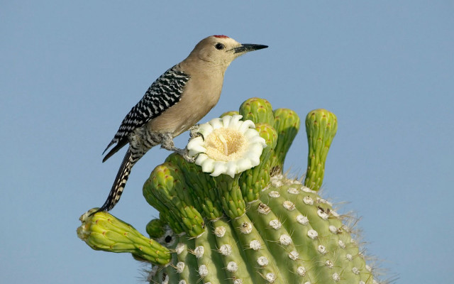 Bird cactus flower sky puzzle free wallpaper for desktop - medium preview image