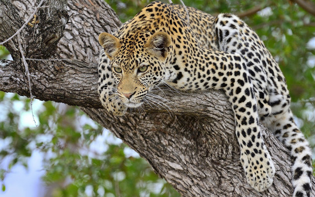 Leopard resting tree branch nature free wallpaper for desktop - medium preview image