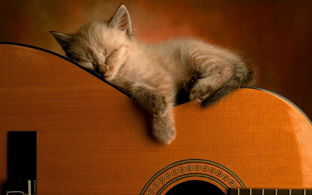 Kitten sleeping guitar folk art free wallpaper for desktop - medium preview image