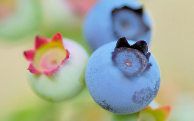 Blueberry plant ecological art macro free wallpaper for desktop - medium preview image