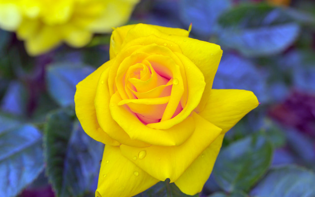 Yellow rose pink center green free wallpaper for desktop - medium preview image