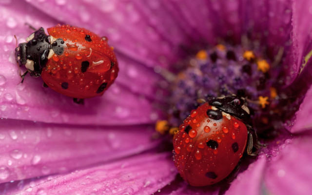 Ladybugs purple flower water droplets free wallpaper for desktop - medium preview image