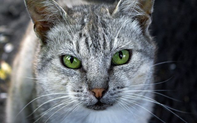 Cat green eyes neoplasticism macro free wallpaper for desktop - medium preview image