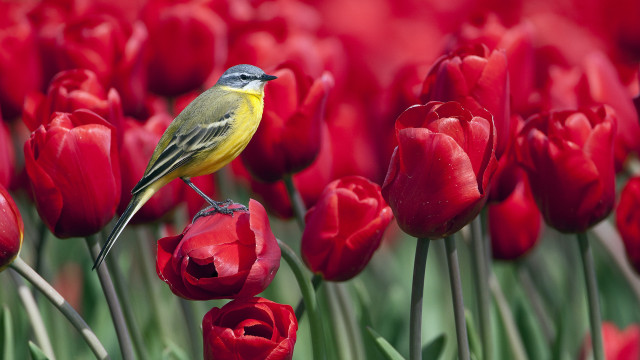 Bird tulips flower macro wildlife free wallpaper for desktop - medium preview image
