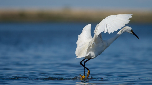White bird wings spread fish free wallpaper for desktop - medium preview image