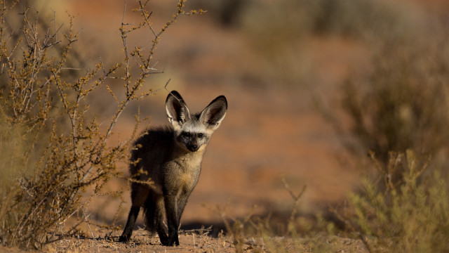 Small animal field bush autumn free wallpaper for desktop - medium preview image