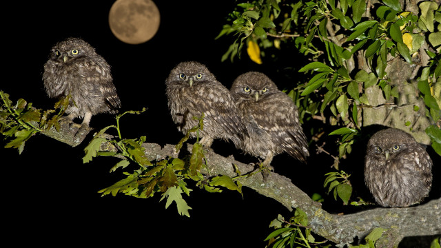 Owls night moon branch bamboo free wallpaper for desktop - medium preview image