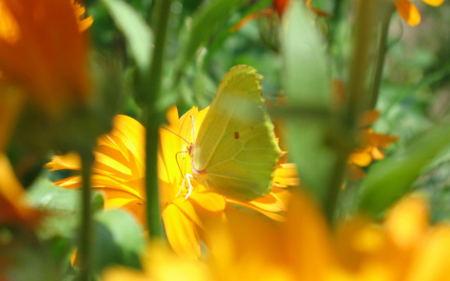 Butterfly yellow flower garden bokeh free wallpaper for desktop - medium preview image