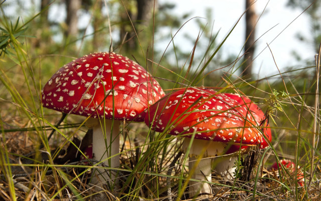 Red mushrooms forest grass autumn free wallpaper for desktop - medium preview image