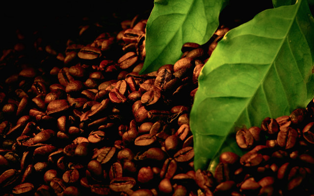 Coffee beans green leaves still #2 free wallpaper for desktop - medium preview image