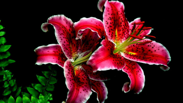 Red berry flower leaf food free wallpaper for desktop - medium preview image