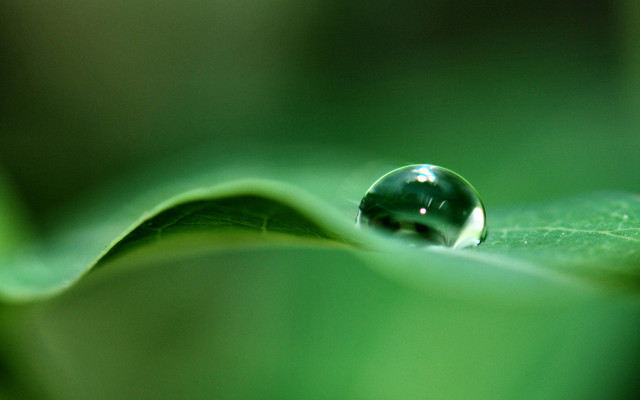 Water drop green leaf macro #15 free wallpaper for desktop - medium preview image