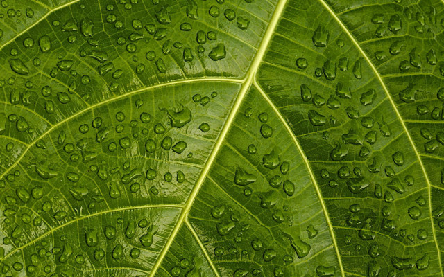 Green leaf water drops macro #48 free wallpaper for desktop - medium preview image
