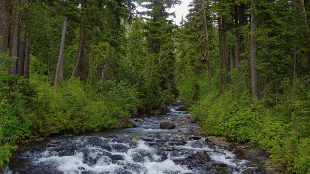 River forest canoe nature matte free wallpaper for desktop - medium preview image