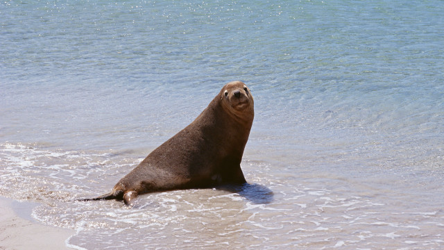 Seal beach water sky ocean free wallpaper for desktop - medium preview image