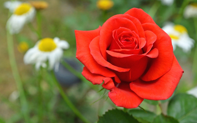 Red rose bokeh blurry flower free wallpaper for desktop - medium preview image