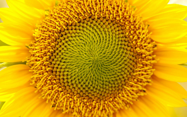 Sunflower macro fibonacci fireworks autumn free wallpaper for desktop - medium preview image