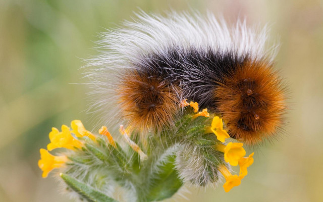 Fuzzy animal yellow flower dandelion free wallpaper for desktop - medium preview image
