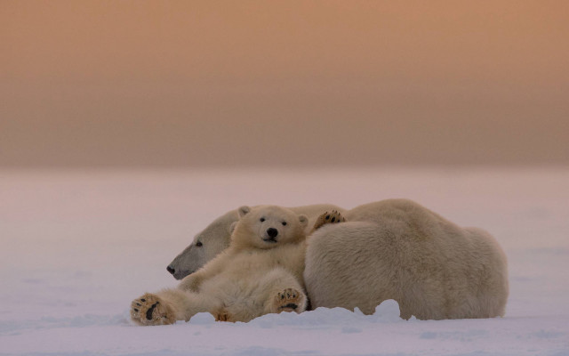 Polar bears hugging snow art free wallpaper for desktop - medium preview image