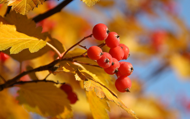 Branch berries leaves autumn sky free wallpaper for desktop - medium preview image
