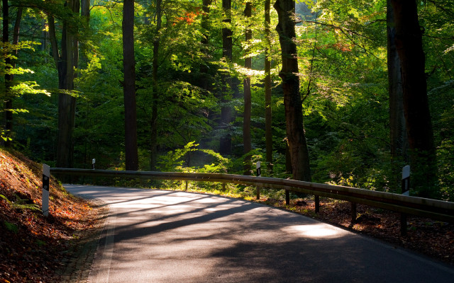Forest road bench nature matte free wallpaper for desktop - medium preview image