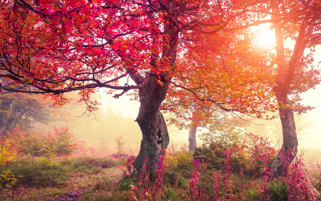 Foggy autumn leaves sunset forest free wallpaper for desktop - medium preview image
