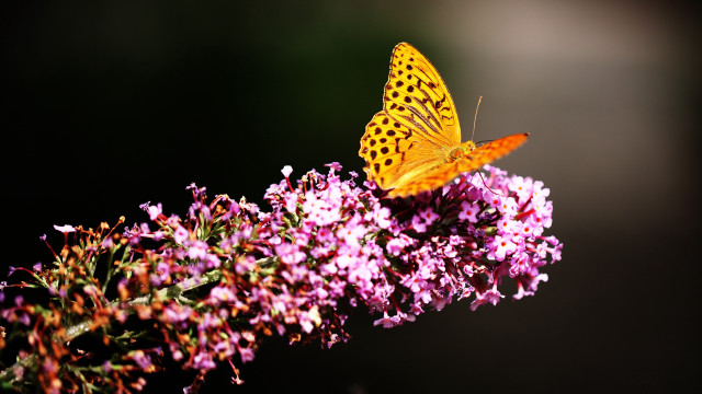 Butterfly flower black background macro free wallpaper for desktop - medium preview image