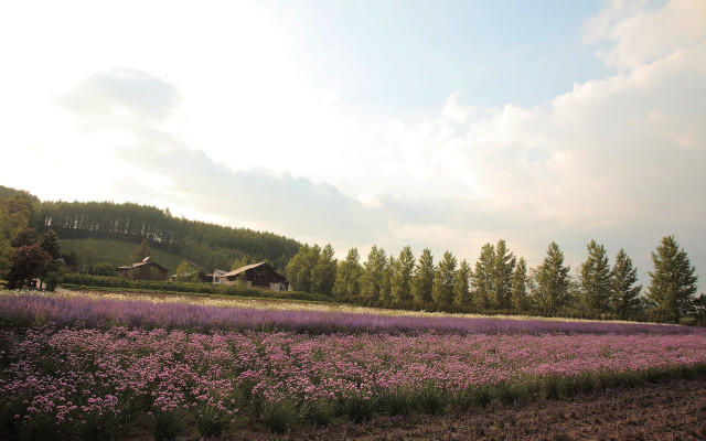 Flower field house sky clouds free wallpaper for desktop - medium preview image