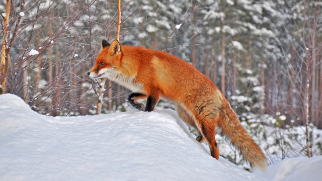 Red fox jumping snowy forest free wallpaper for desktop - medium preview image