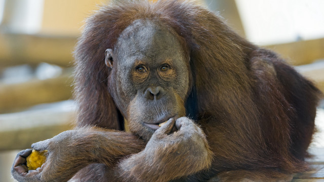 Monkey eating yellow smile photorealistic free wallpaper for desktop - medium preview image