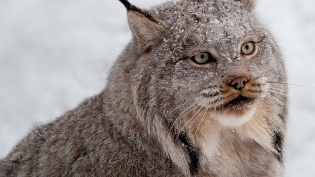 Cat snow closeup black nose free wallpaper for desktop - medium preview image