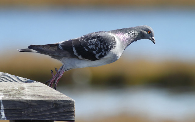 Pigeon wooden post ocean blurry free wallpaper for desktop - medium preview image