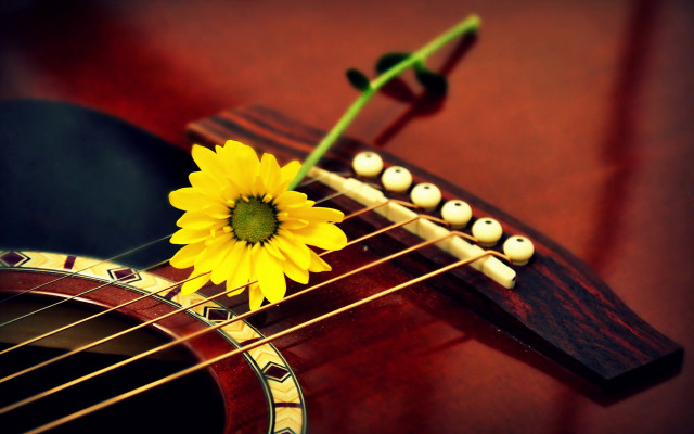 Sunflower guitar neck green stem free wallpaper for desktop - medium preview image