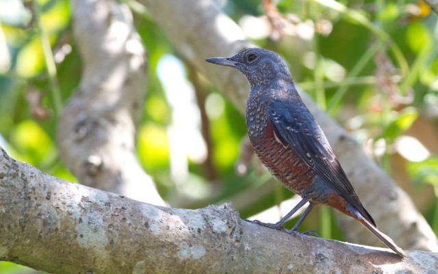 Bird branch forest green leaves #3 free wallpaper for desktop - medium preview image