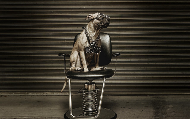 Dog sitting chair leash collar free wallpaper for desktop - medium preview image