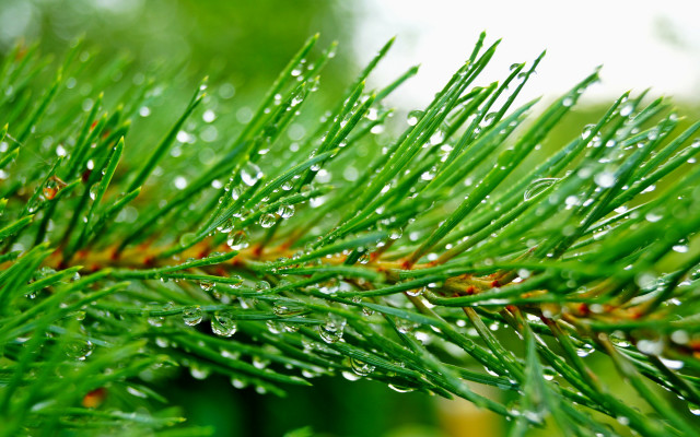 Pine water droplets christmas macro free wallpaper for desktop - medium preview image
