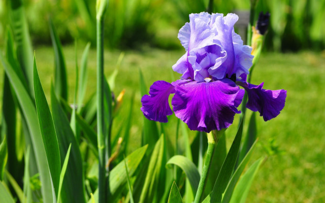 Purple flower green grass blurry free wallpaper for desktop - medium preview image