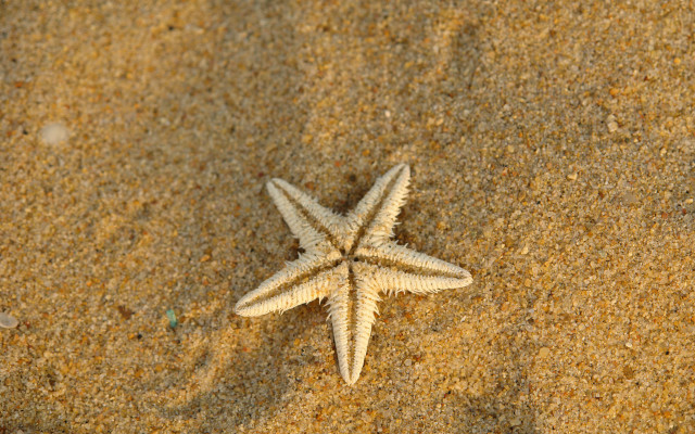 Starfish beach sand macro naturalisme free wallpaper for desktop - medium preview image