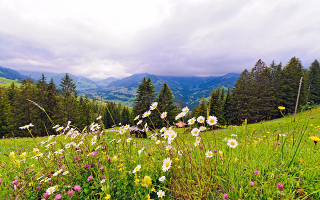 Wildflowers mountains cloudy sky landscape free wallpaper for desktop - medium preview image