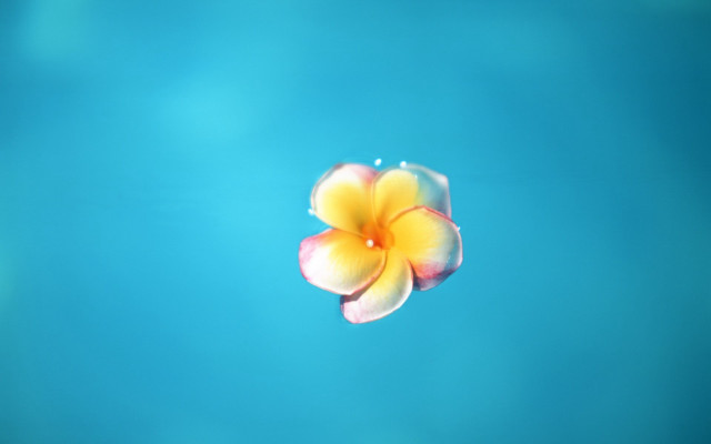 Yellow flower blue water ambient free wallpaper for desktop - medium preview image