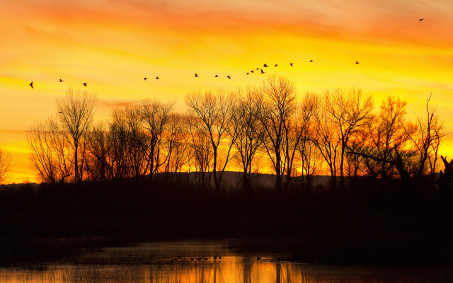Sunset birds lake trees autumn free wallpaper for desktop - medium preview image