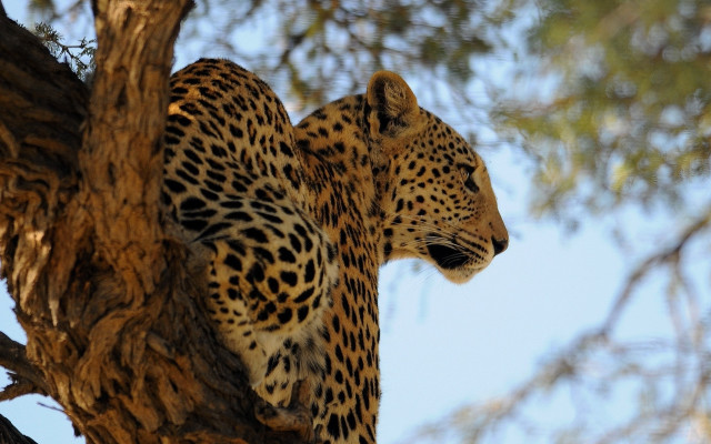 Leopard sitting in tree blurry free wallpaper for desktop - medium preview image