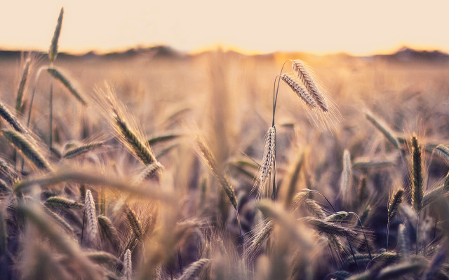 Wheat field sunset tiltshift mountain free wallpaper for desktop - medium preview image