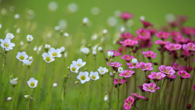 Flower field macro blurry background free wallpaper for desktop - medium preview image