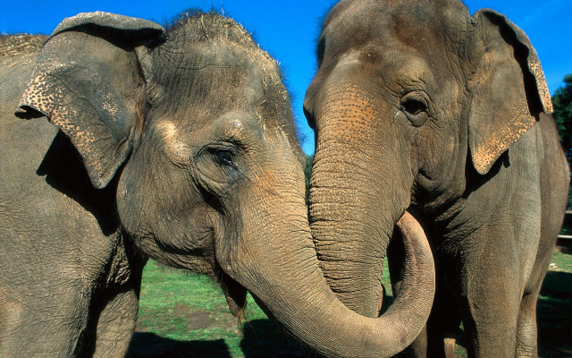 Elephants grass dirt trees blue free wallpaper for desktop - medium preview image