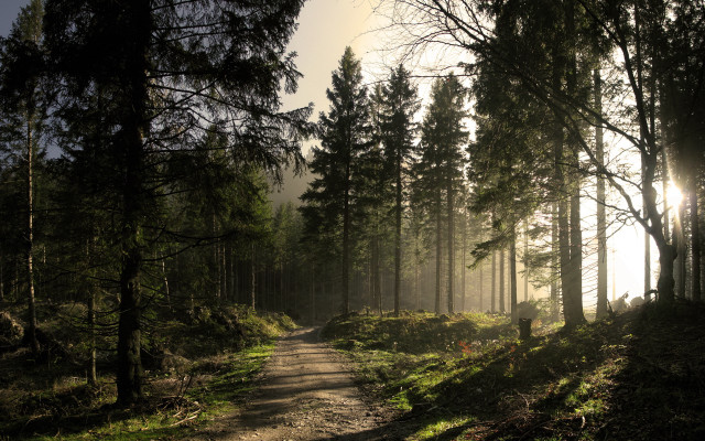 Dirt road forest sunshine fog #2 free wallpaper for desktop - medium preview image