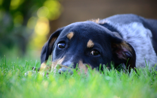 Dog sad laying grass closeup free wallpaper for desktop - medium preview image